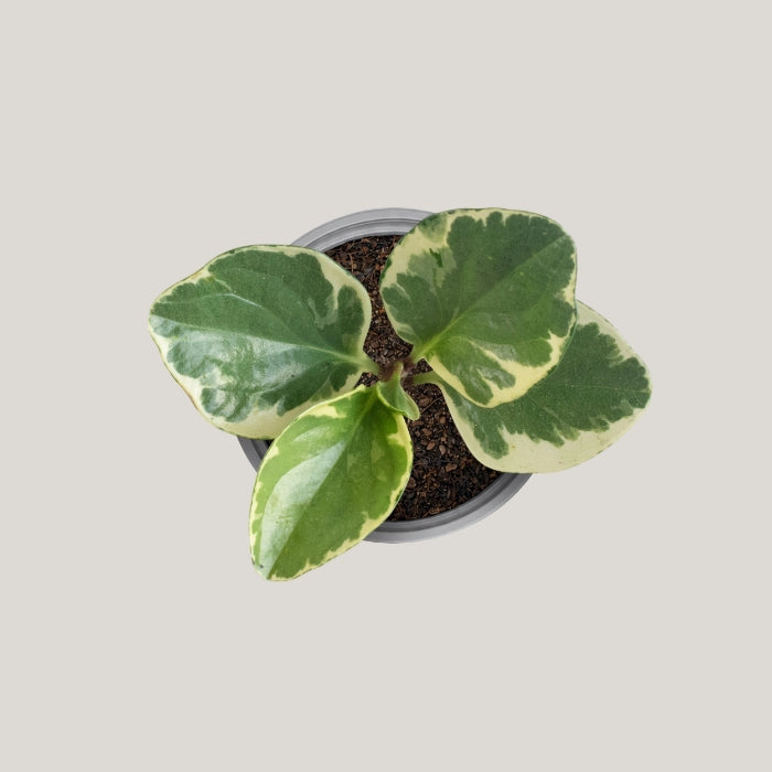 Peperomia Variegate
