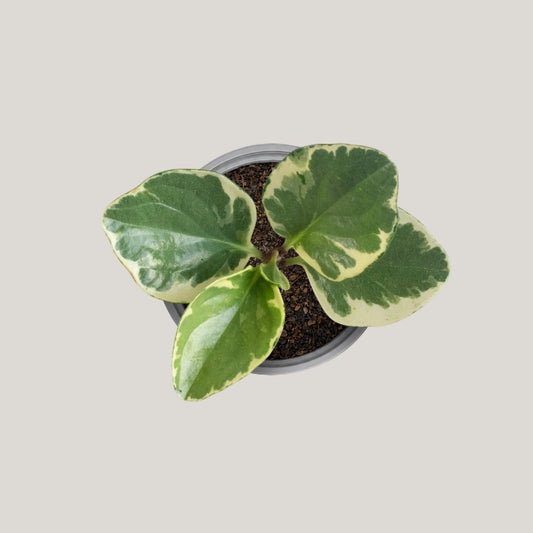 Peperomia Variegate