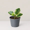 Peperomia Variegate
