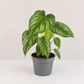 Philodendron Silver Cloud