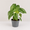 Philodendron Silver Cloud