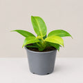 Philodendron Moonlight