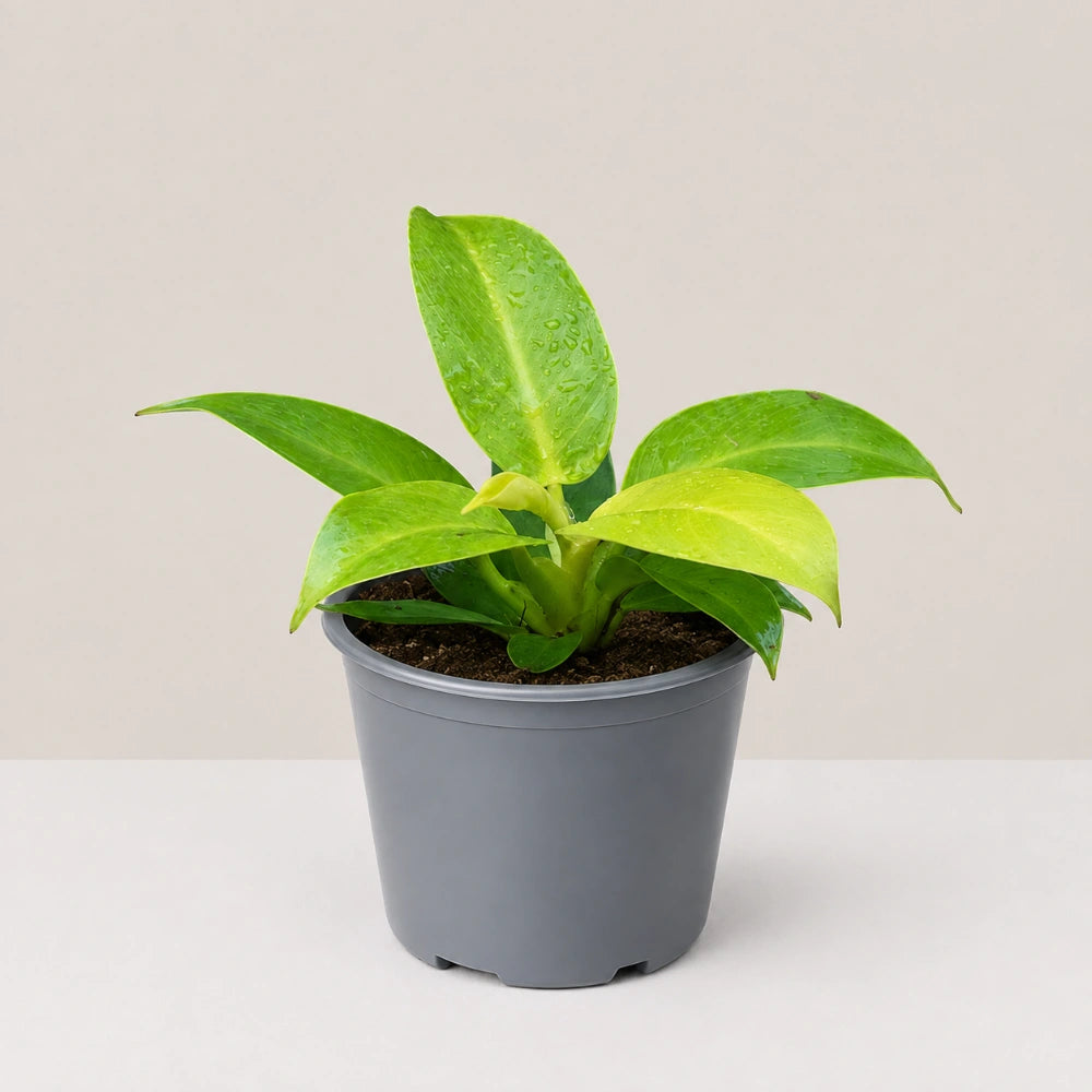 Philodendron Moonlight