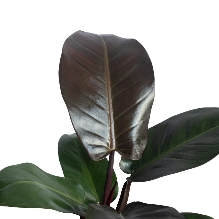 Philodendron Black Cardinal