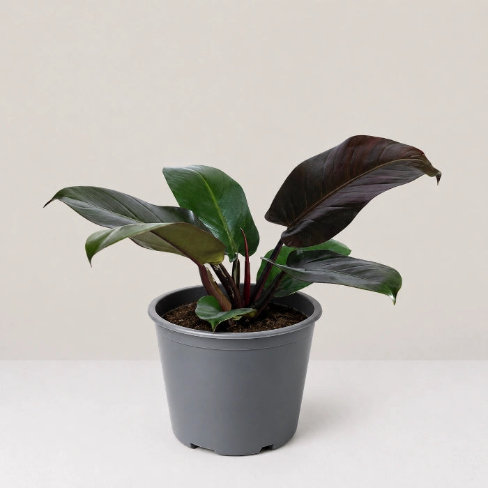 Philodendron Black Cardinal