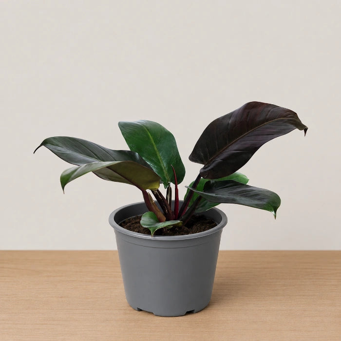 Philodendron Black Cardinal