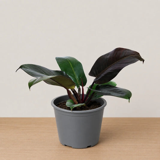 Philodendron Black Cardinal