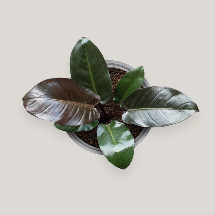 Philodendron Black Cardinal