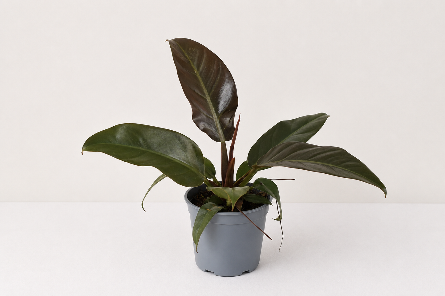 Philodendron Imperial Red