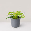 Philodendron Xanadu Gold