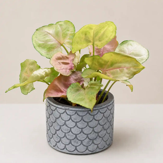 Quilt Planter Cover
