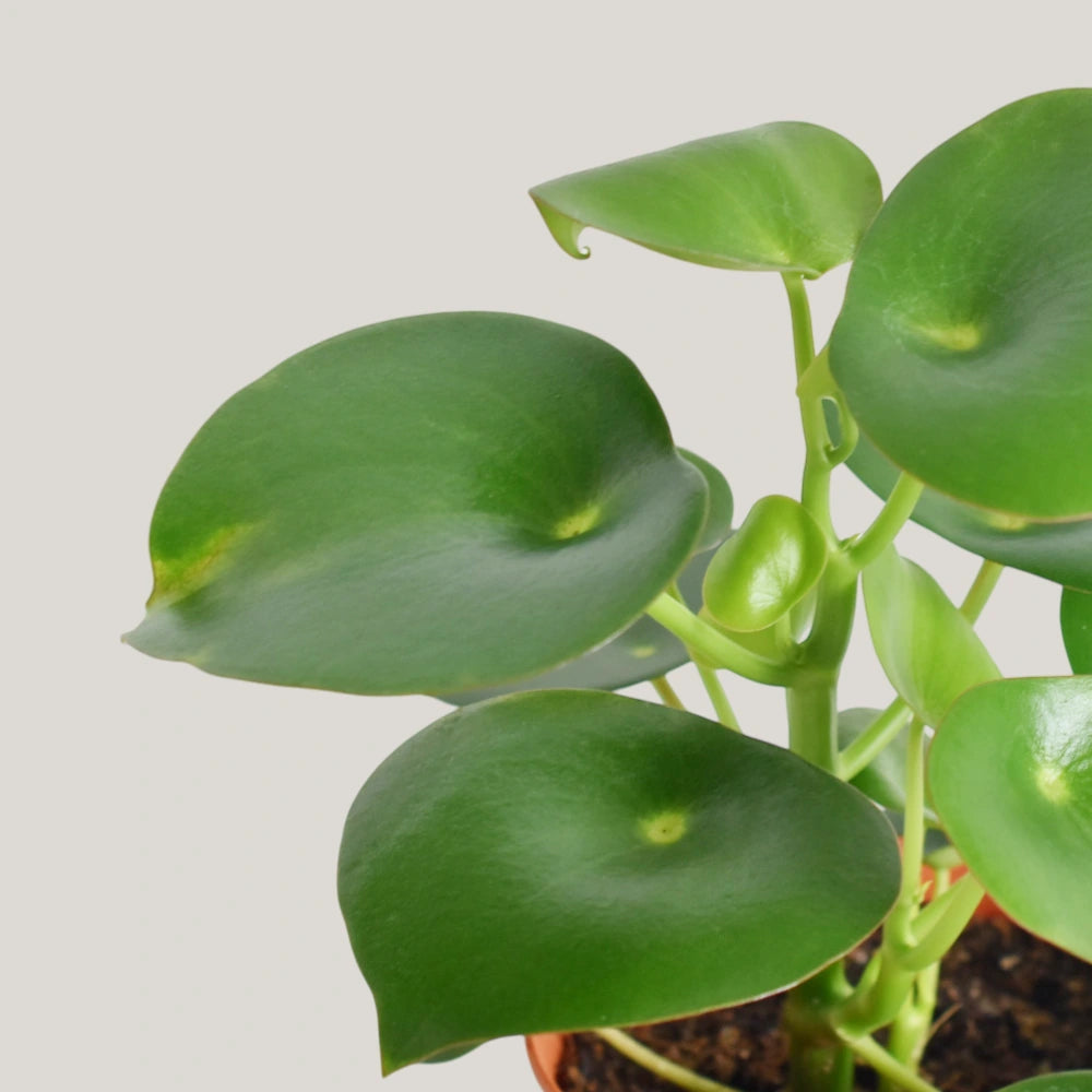 Peperomia Raindrop