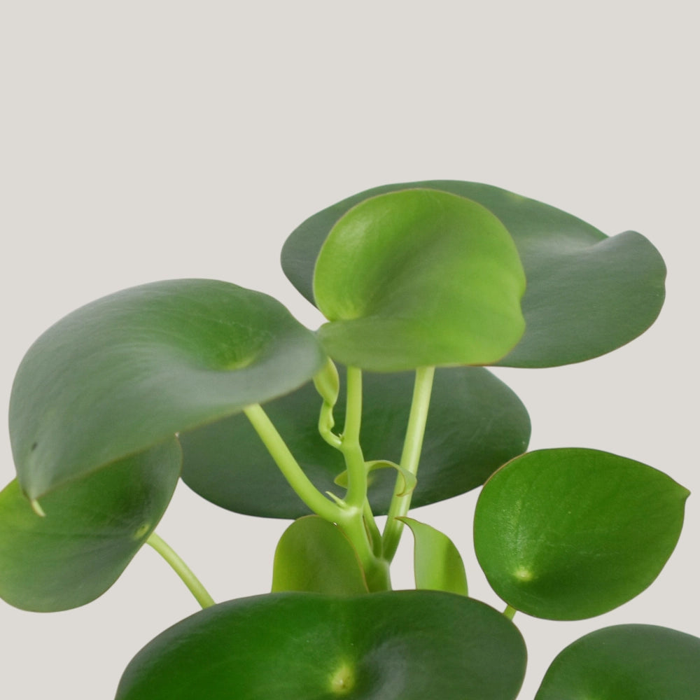 Peperomia Raindrop