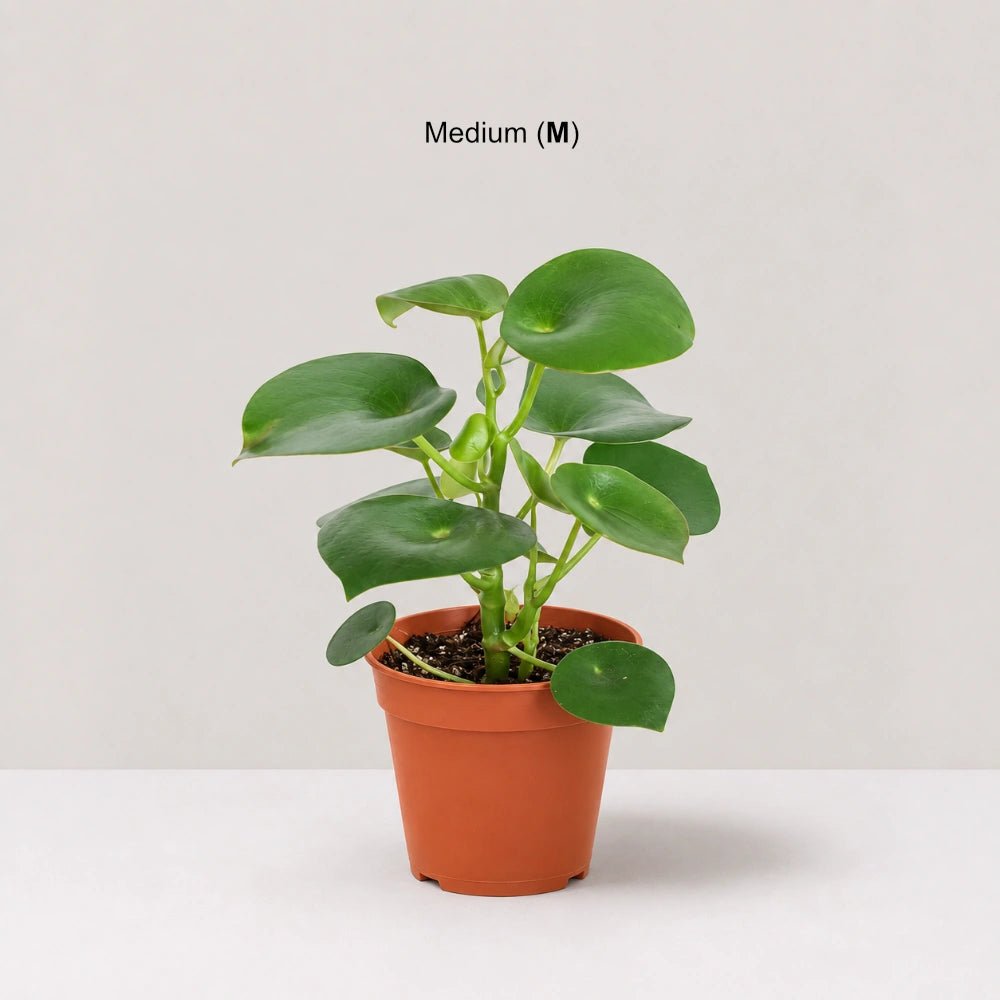 Peperomia Raindrop