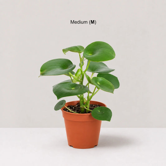 Peperomia Raindrop