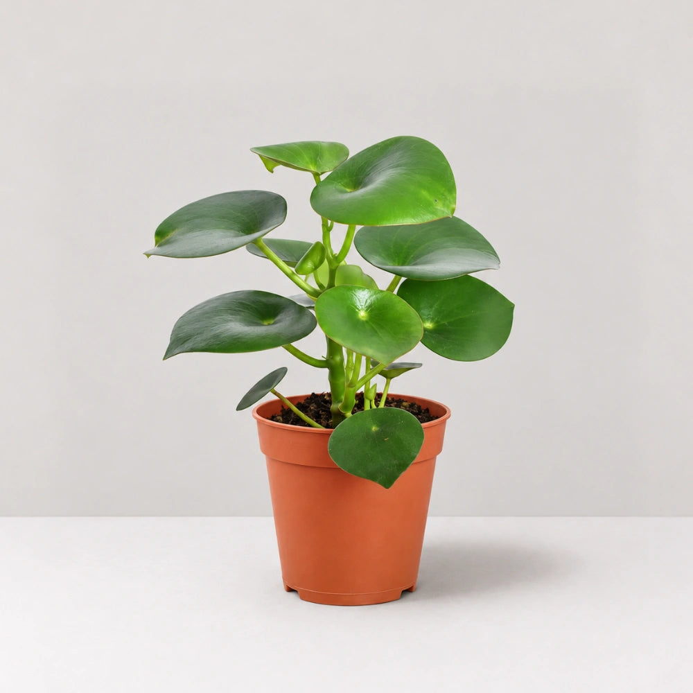 Peperomia Raindrop
