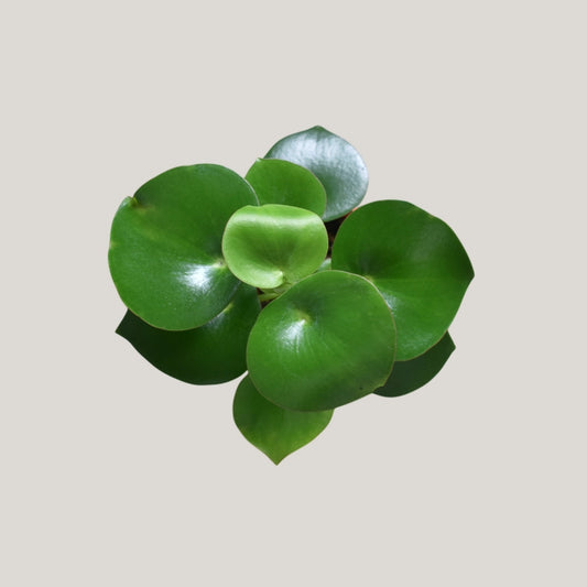 Peperomia Raindrop