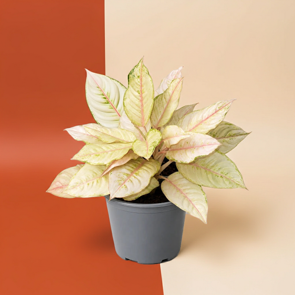 Aglaonema Frozen
