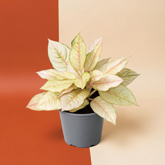 Aglaonema Frozen