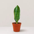 Whale Fin Sansevieria
