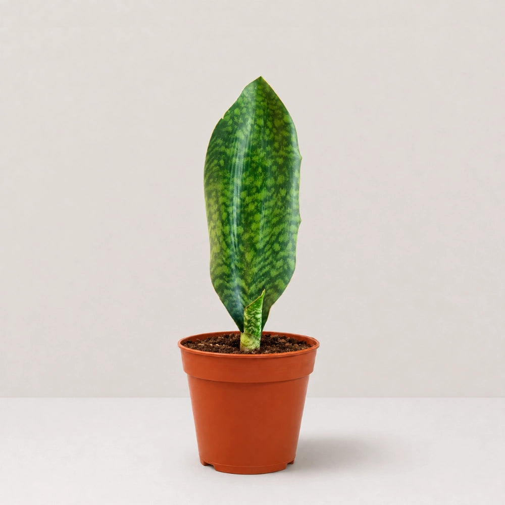 Whale Fin Sansevieria