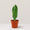 Whale Fin Sansevieria