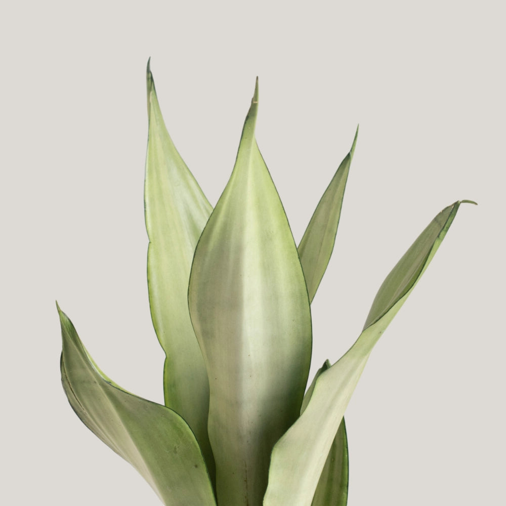 Sansevieria Silver Queen