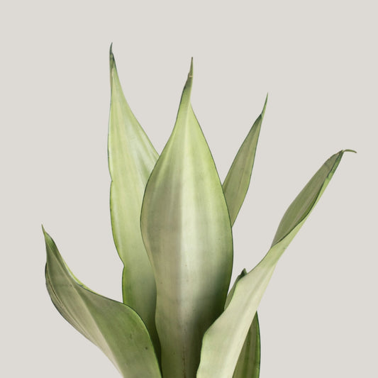 Sansevieria Silver Queen