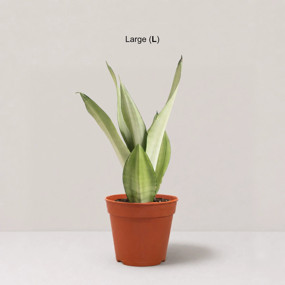 Sansevieria Silver Queen