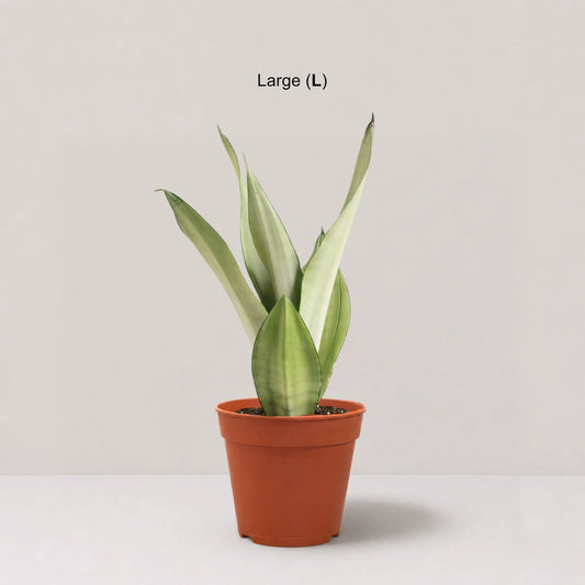 Sansevieria Silver Queen