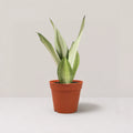 Sansevieria Silver Queen