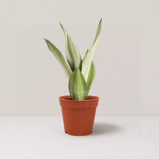 Sansevieria Silver Queen