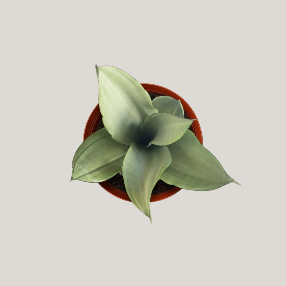 Sansevieria Silver Queen