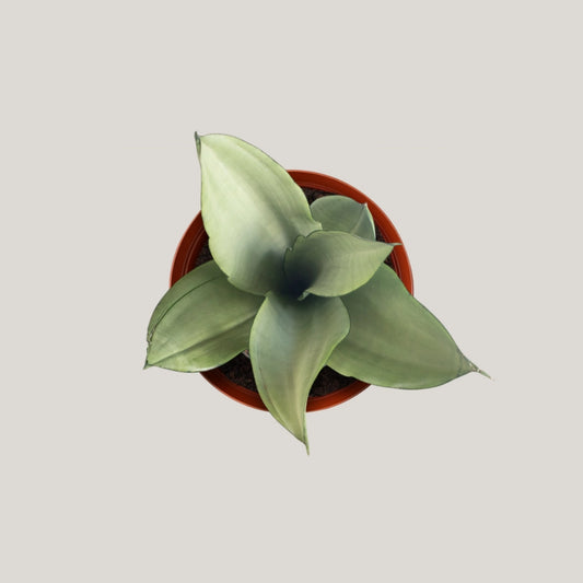 Sansevieria Silver Queen