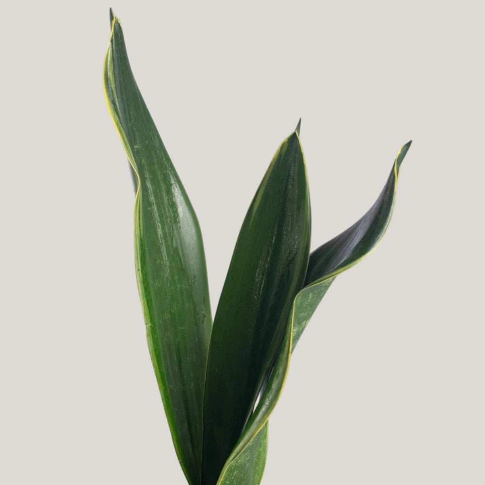 Sansevieria 'Black Diamond'