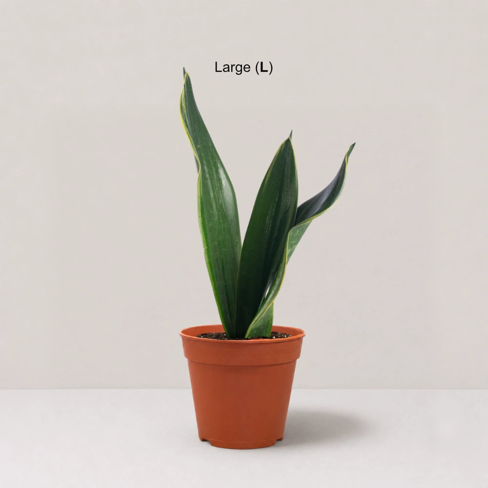 Sansevieria 'Black Diamond'