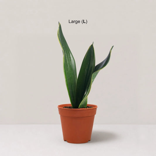 Sansevieria 'Black Diamond'