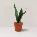 Sansevieria 'Black Diamond'