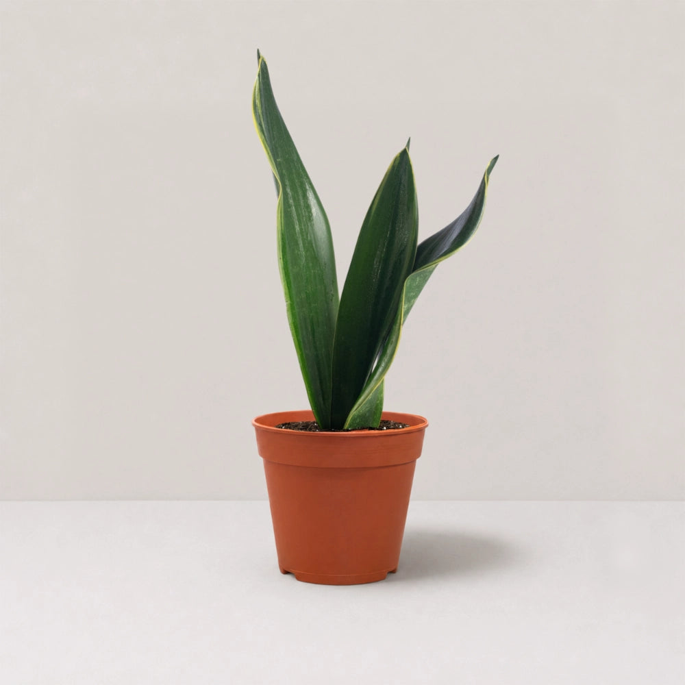 Sansevieria 'Black Diamond'