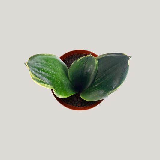 Sansevieria 'Black Diamond'