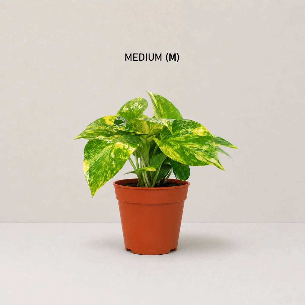 Epipremnum aureum (Golden Pothos)