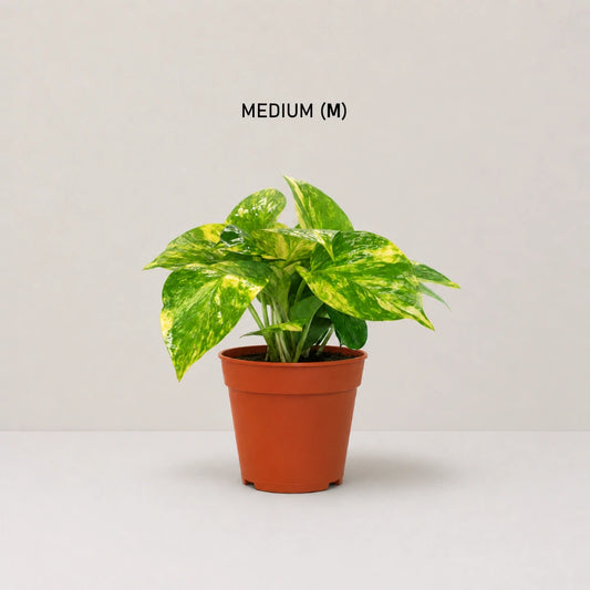 Epipremnum aureum (Golden Pothos)
