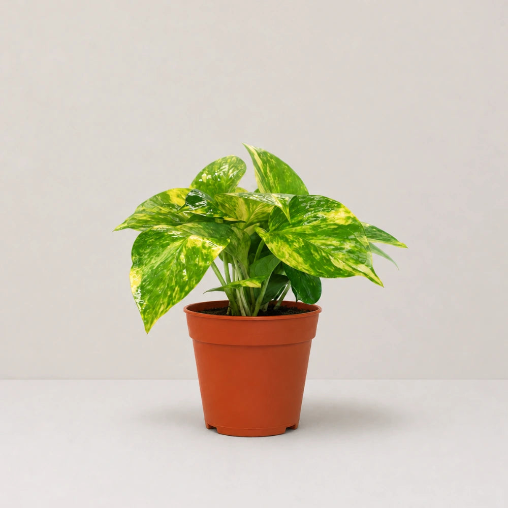Epipremnum aureum (Golden Pothos)