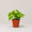 Epipremnum aureum (Golden Pothos)