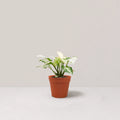 Syngonium Jade Three Kings