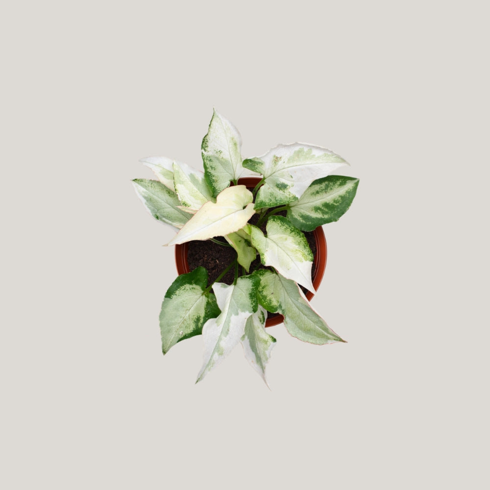 Syngonium Jade Three Kings