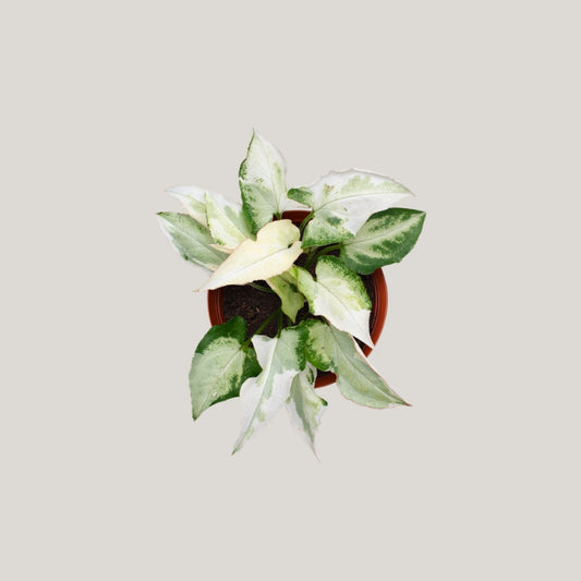 Syngonium Jade Three Kings
