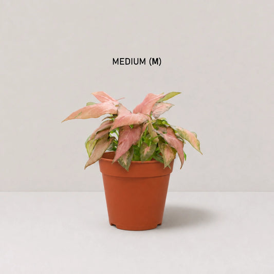 Syngonium Strawberry Milk (Partially Variegated)
