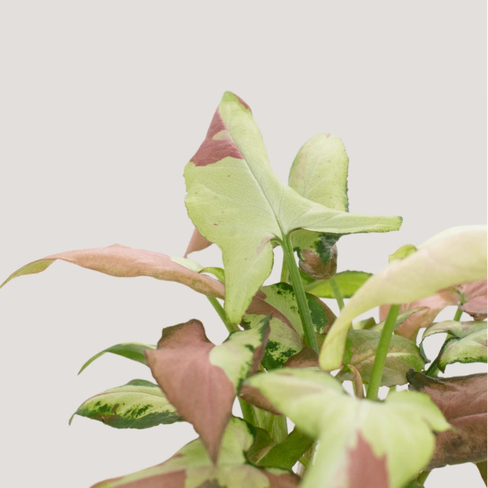 Syngonium Strawberry Milk (Fully Variegated)