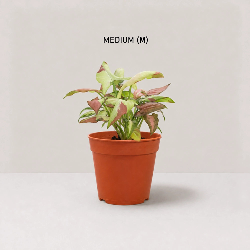 Syngonium Strawberry Milk (Fully Variegated)